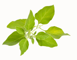 Ashwagandha - 120 kapsułek - BIOWEN WM